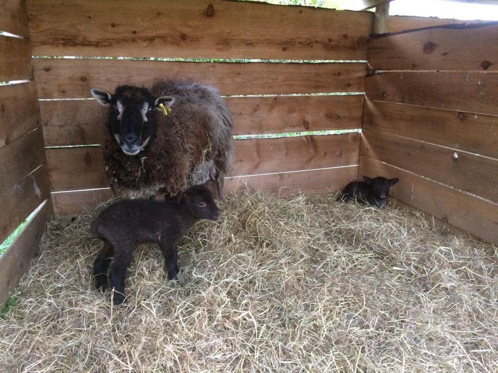 First lambs