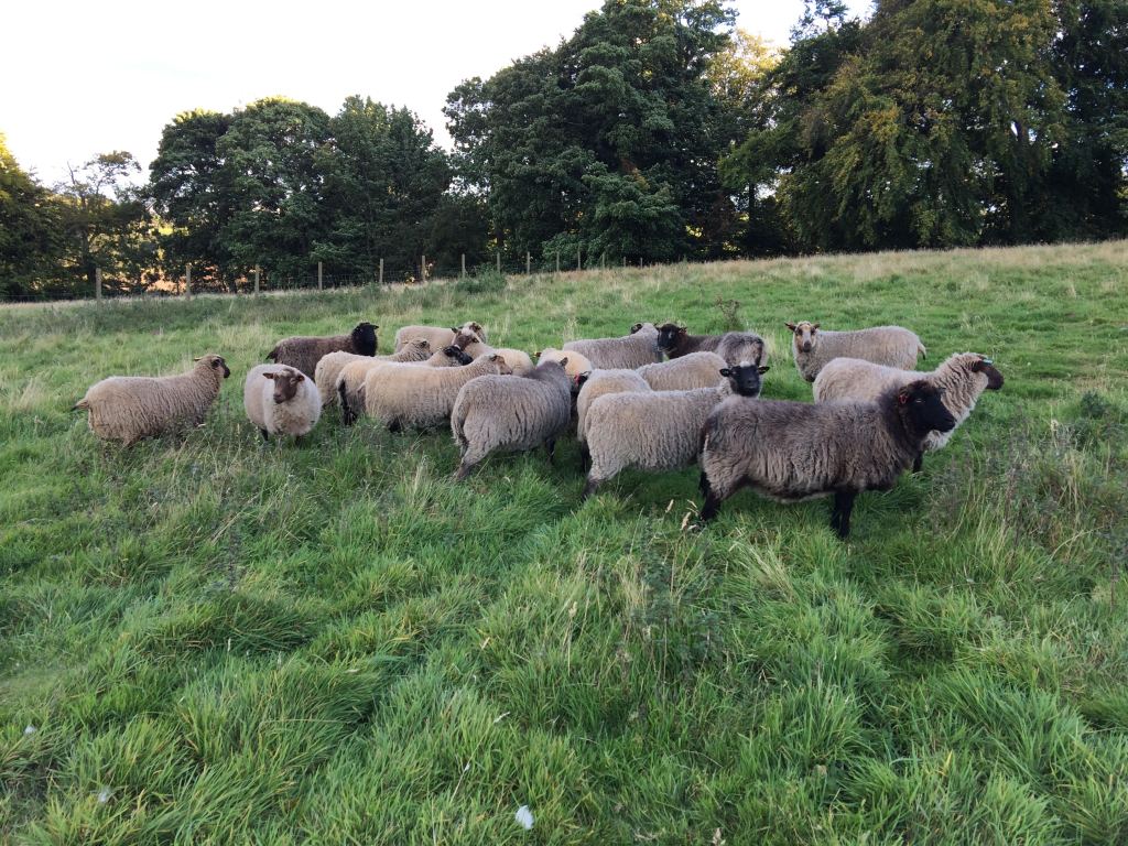 Shetland Sheep summering in Fife