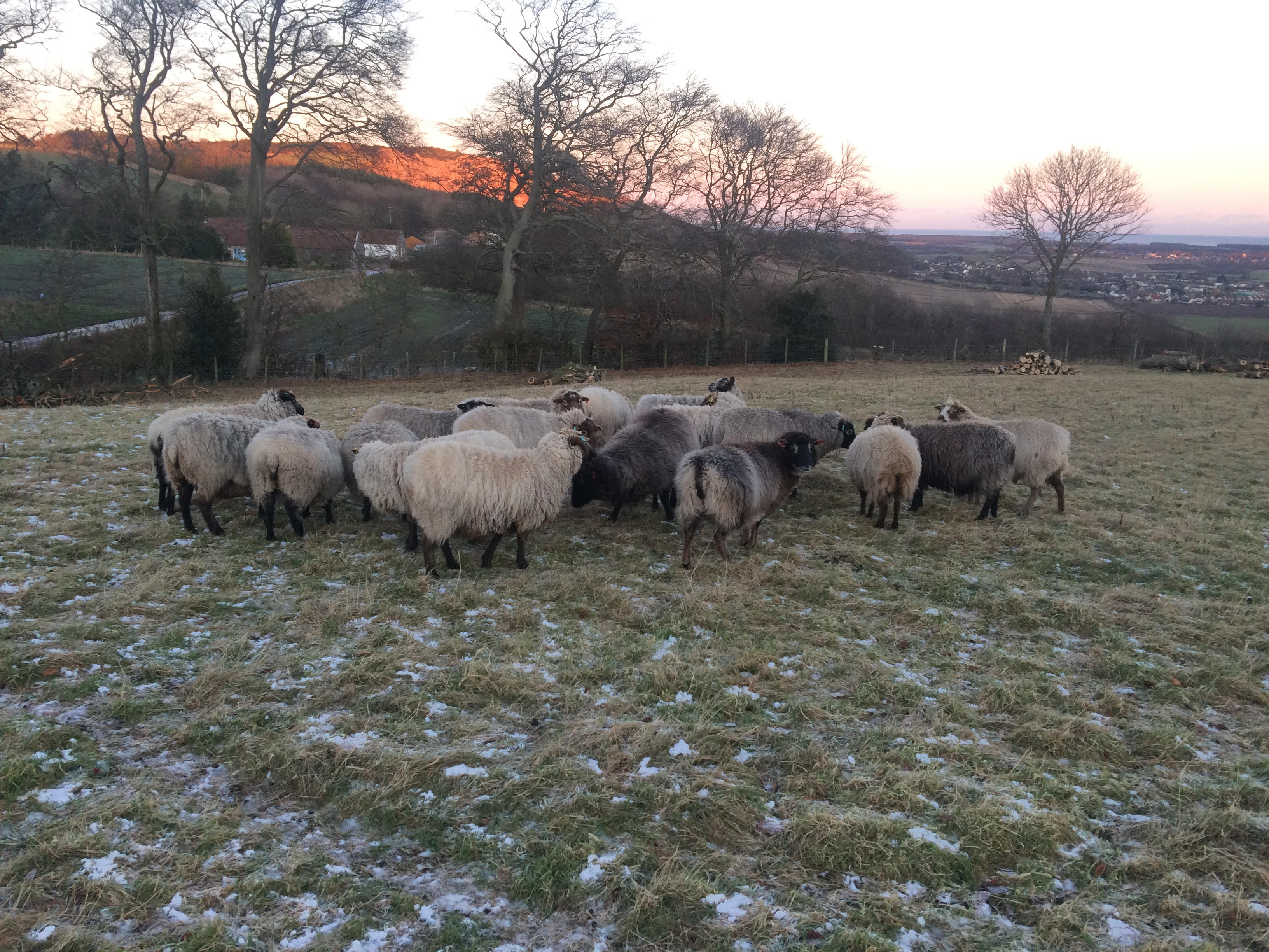 Shetland Sheep wintering in Fife